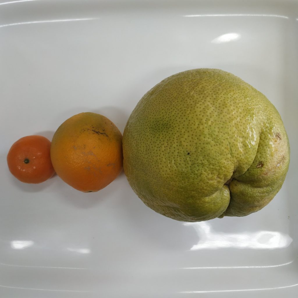 Pumelo, pomelo chino o Citrus Máxima Dolsol